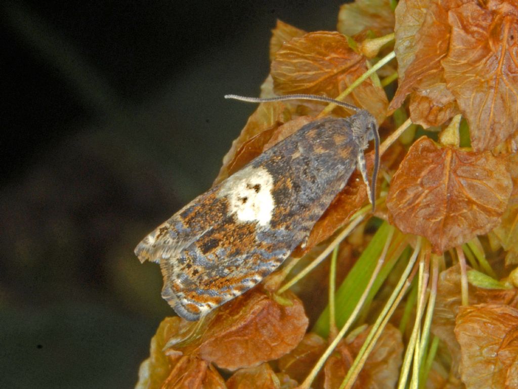 Tortricidae: Epiblema sticticana